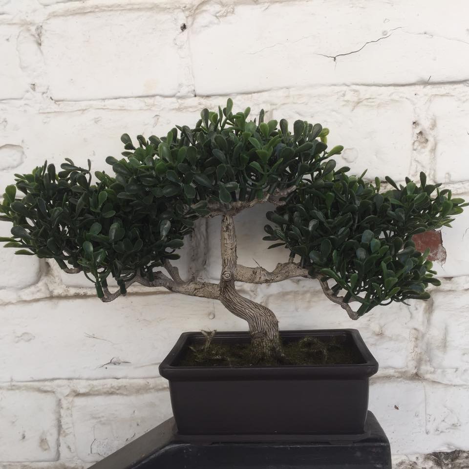 Euroflor | 85317 BONSAI Euroflor