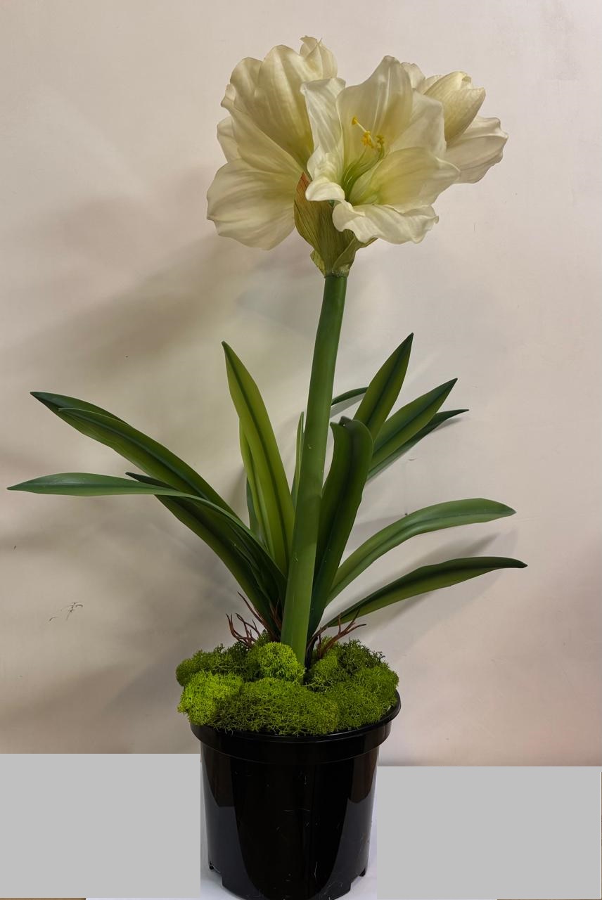Euroflor | 58562.02/1 � ������ ���� ����� AMARYLLIS STEM Euroflor