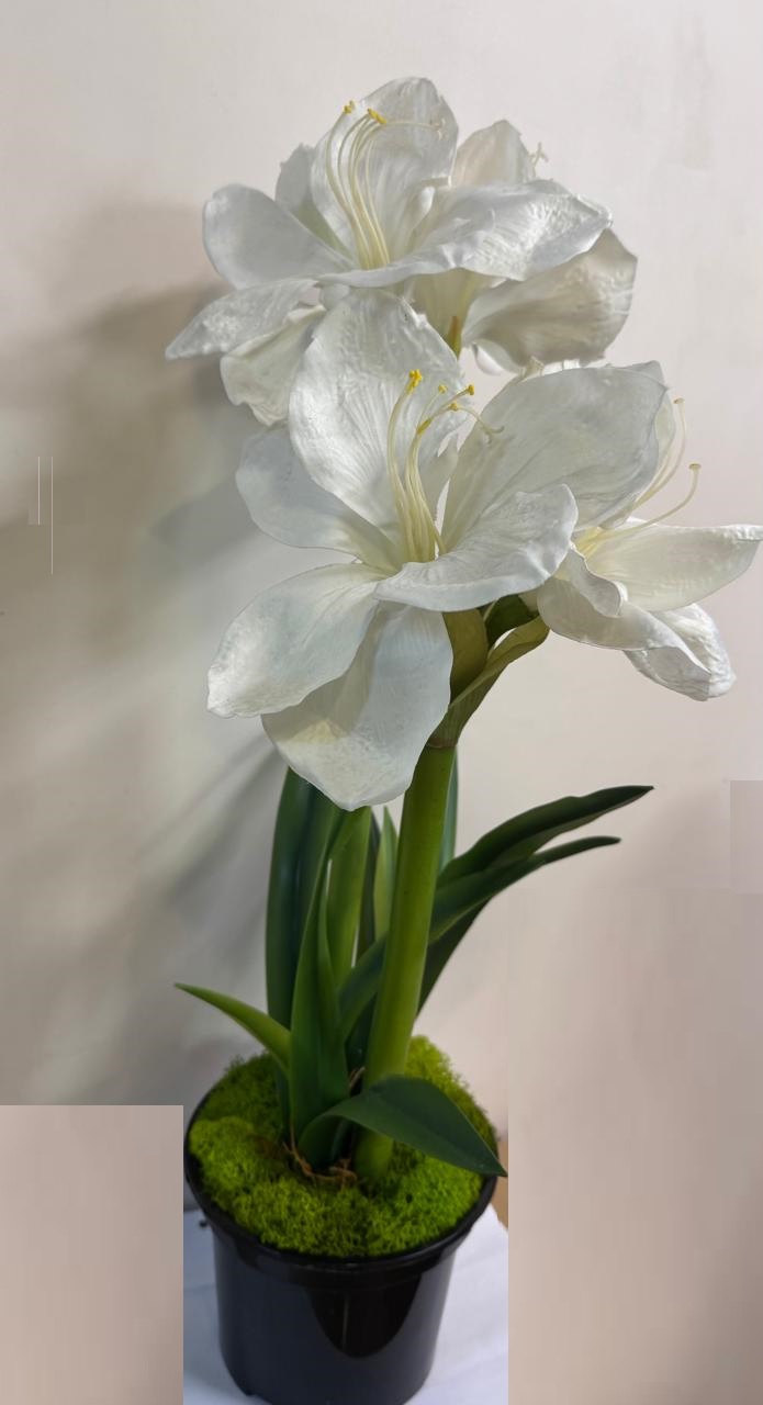 Euroflor | 66474.01/1 ��������� � ������ �����  AMARYLLIS STEM X3 Euroflor
