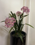 Euroflor | 64991 AGAPANTHUS Euroflor