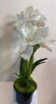 Euroflor | 66474.01/1 ��������� � ������ �����  AMARYLLIS STEM X3 Euroflor