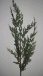 Euroflor | 44678 verde Plastic Pine Euroflor  